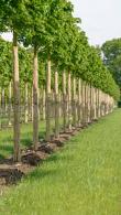 Small Leaved Lime Trees in Pleached Form