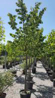 Silver Lime or Tilia Tomentosa Silver Globe, full standard trees, quality good sized trees for sale online with UK delivery.