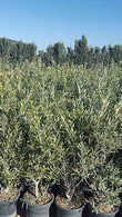 olive tree shrubs, the perfect shape and size for creating an evergreen olive hedge