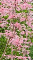 Toona Sinensis Flamingo or pink leaved Chinese Mahogany, an unusual tree with vigorous bright pink branches, buy online UK delivery.