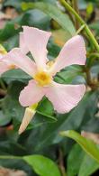 Trachelospermum Asiaticum Pink Showers Asiatic Jasmine