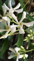 Star Jasmine or Trachelospermum jasminoides, evergreen climber for sale at Paramount North London & Online UK.