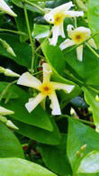 Trachelosperum Jasminoides Star Of Toscana Selbra, evergreen jasmine buy online UK