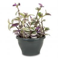 Tradescantia Albiflora Nanouk or Fantasy Venice Plant