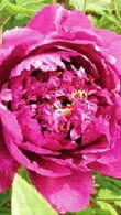 Tree Peony Wu Long Peng Sheng, UK
