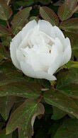 Tree Peony UK for sale online