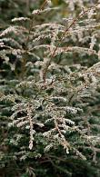 Tsuga Canadensis Gentsch White or Canadian Hemlock, renowned for its striking foliage - these are great quality shrubs for sale online with UK delivery.