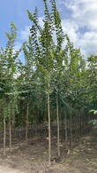 Ulmus Glabra Wych Elm trees for sale online with UK delivery