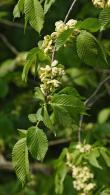 Ulmus Glabra Wych Elm Trees for Sale UK - these are Mature Ulmus Glabra specimen trees