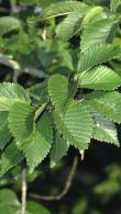 Ulmus Lobel or Lobel Elm is a Dutch hybrid, a handsome deciduous tree that is fast growing and particularly suited to coastal locations, for sale online, UK delivery.