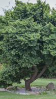 Ulmus Minor Jacqueline Hillier, also known as Holland Elm, is a slow growing small tree or bushy shrub, proportionatelygives the appearance of miniaturisation.