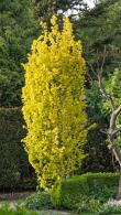 Ulmus Hollandica Wredei or Upright Golden Elm, a disease resistant elm with a narrow upright habit and beautiful golden-yellow infused foliage