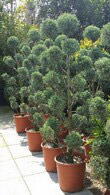 Cupressus Arizonica Fastigiata Pom Pon. UK