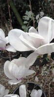 Magnolia X Soulangeana Lennei, Saucer or Chinese Magnolia to buy online at our London garden centre, UK