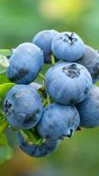 Vaccinium Corymbosum Bluecrop Blueberry
