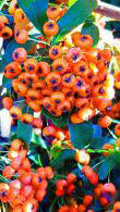Pyracantha Saphyr Orange. Buy Online London UK.