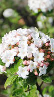 Viburnum X Burkwoodii Anne Russell variety to buy online UK delivery.
