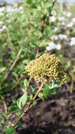 Viburnum Cayuga for sale online