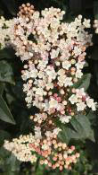 Viburnum Davidii evergreen shrubs for ground cover with white flowers buy online with UK delivery.