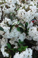 Viburnum Eskimo or Arrowwood Eskimo