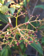 Viburnum Hillieri Winton