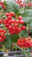 Autumn berries for wildlife on Viburnum Opulus Compactum or Guelder Rose in the Autumn