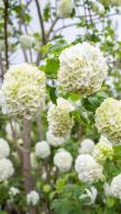 Viburnum Opulus Roseum or Snowball Tree for Sale Online with UK and Ireland delivery.