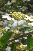 Viburnum Kilimanjaro Sunrise detail of this unusual lacecap variety flowering early summer