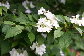 Viburnum Plicatum Kilimanjaroo, flowering deciduous shrub, for sale UK