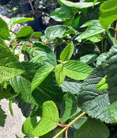 Viburnum Plicatum Mariesii Great Star Japanese Snowball