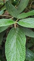 Viburnum Rhytidophyllum or Leatherleaf Viburnum for sale UK
