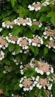 Viburnum Sargentii Onondaga Sargent Viburnum, superb variety with purple new leaves turning dark purple in autumn. Red flower buds open to white flowers.