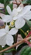 Viburnum Plicatum Tomentosum Summer Snowflake