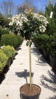 Viburnum Tinus Eve Price Topiary Half Standard Tree