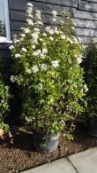 Viburnum Tinus, hardy shrub specialist nursery, Paramount Plants and Gardens UK. 