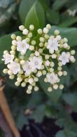 Winter Flowering Viburnum Tinus Grandiflorum