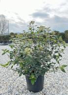 Winter Flowering Viburnum Tinus Grandiflorum