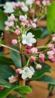 Viburnum Tinus Gwenllian, Shrubs to buy online UK