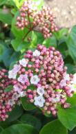 Viburnum Tinus Lisarose, evergreen shrub with dark green leaves, pink & white flowers in spring