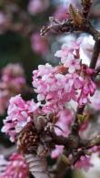 Viburnum Bodnantense Dawn Viburnum Dawn Winter Flowering