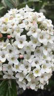 Viburnum Burkwoodii x Burkwoodii flowering in April, semi-evergreen shrub with highly perfumed flowers, buy UK