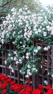 Viburnum x Juddii for sale online from Paramount Plants centre in London UK