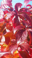Parthenocissus Quinquefolia Red Wall Troki, Climber, buy online UK