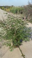 Vitex Agnus Castus is also known as Chaste Tree, originates from the Mediterranean and used in herbal remedies. Aromatic with fragrant lilac flowers, buy online UK delivery.