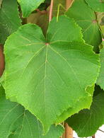 Vitis Coignetiae Sunningdale Crimson Glory Vine