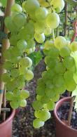 Muscat Blanc à Petits Grains. Vitis Vinifera Blanc Climber, buy UK delivery.