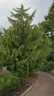 Weeping Nootka Cypress
