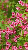 Weigela Eva Rathke, Eva Rathke has crimson tubular flowers in summer.
