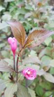 Weigela Florida Purpurea. Weigela Foliis Purpureis Pink buy UK