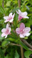 Pink Flowering Weigela Rosea for Sale Online UK delivery. We also deliver to Ireland.